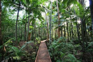 things to do in cairns - cairns botanic gardens - 6